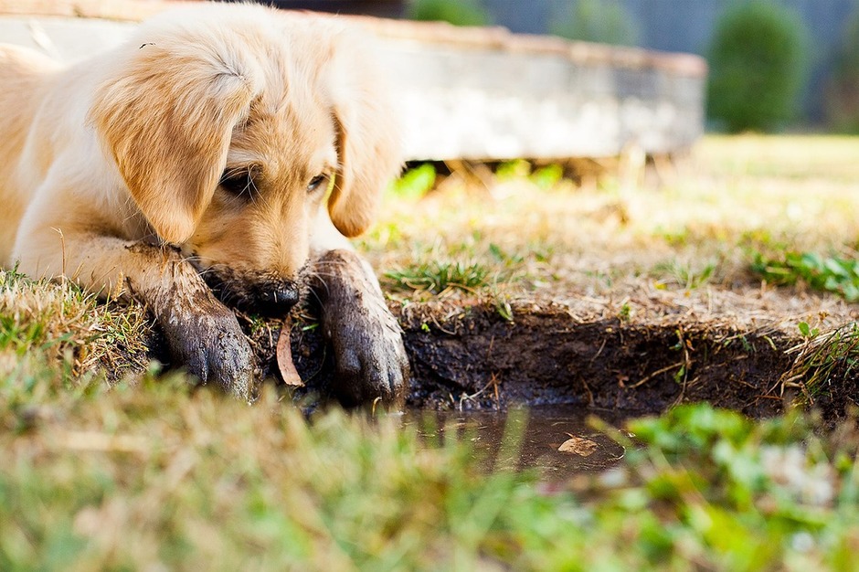 Muddy puppy paws! "Muddy puppy paws!"